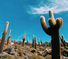 cactus